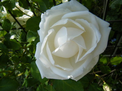 rose1405 (6).JPG